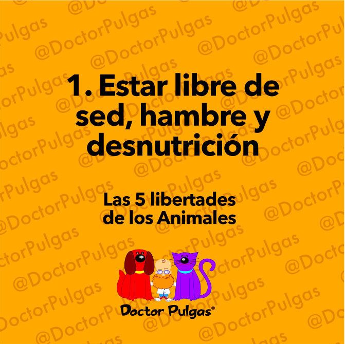 Conoce Las Cinco Libertades Que Deben Tener Los Animales | Doctor Pulgas